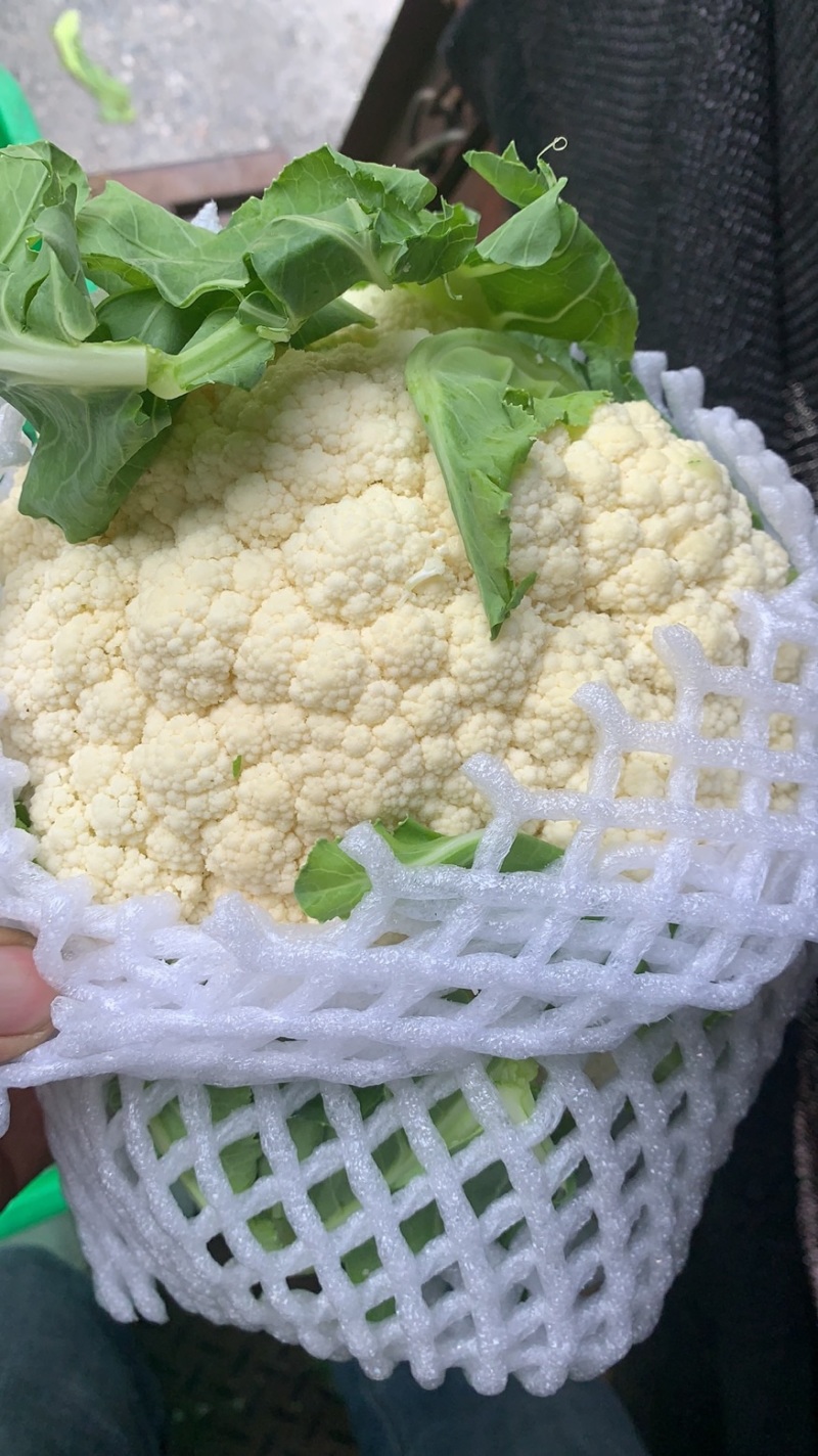 有机花，散花，松花菜