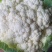 有机花，散花，松花菜
