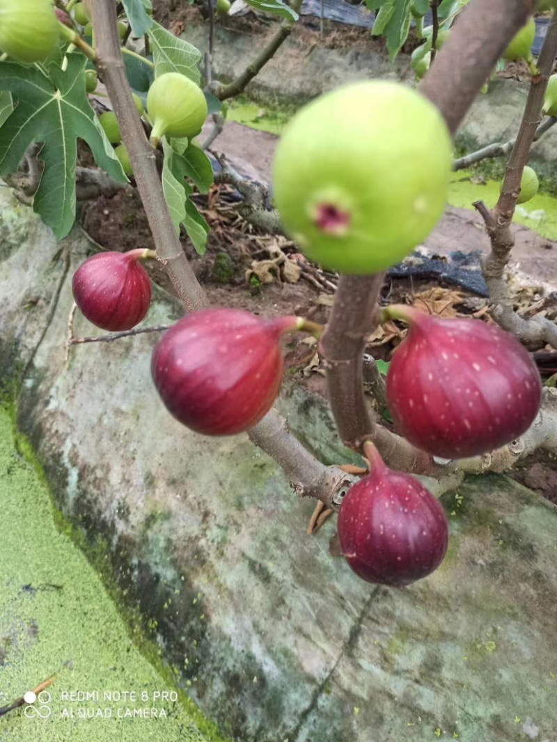 无花果大批量上市礼盒，散货，线上一件代发应有尽有