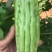 【精品】白油苦瓜新苗大量上市，产地一手货源，需要来电