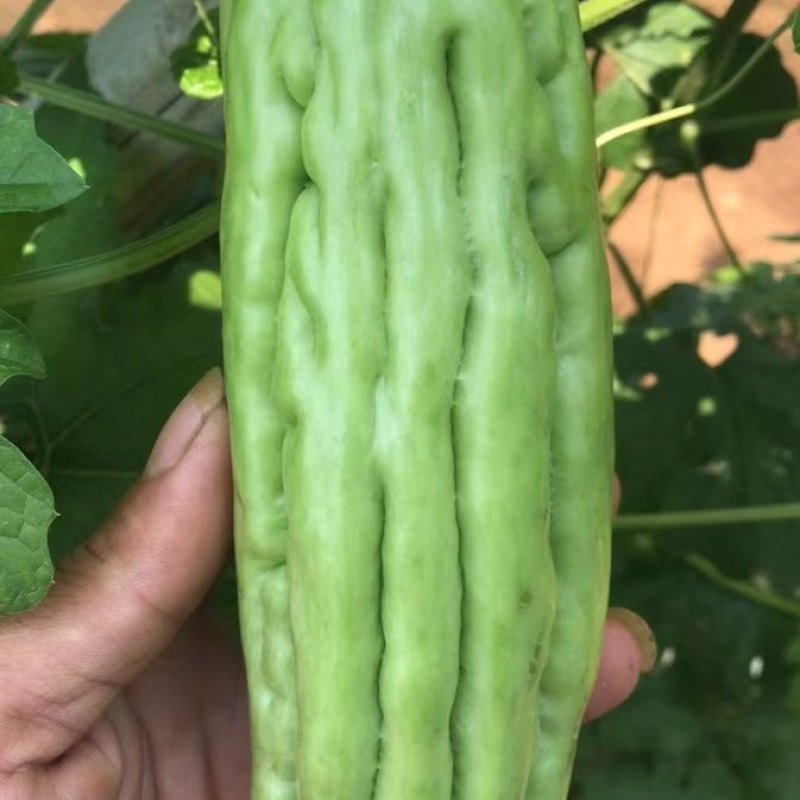 【精品】白油苦瓜新苗大量上市，产地一手货源，需要来电
