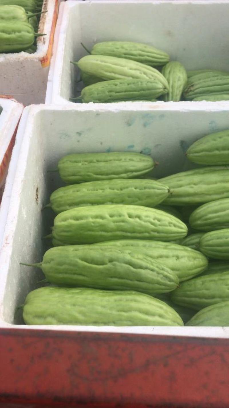 【精品】白油苦瓜新苗大量上市，产地一手货源，需要来电