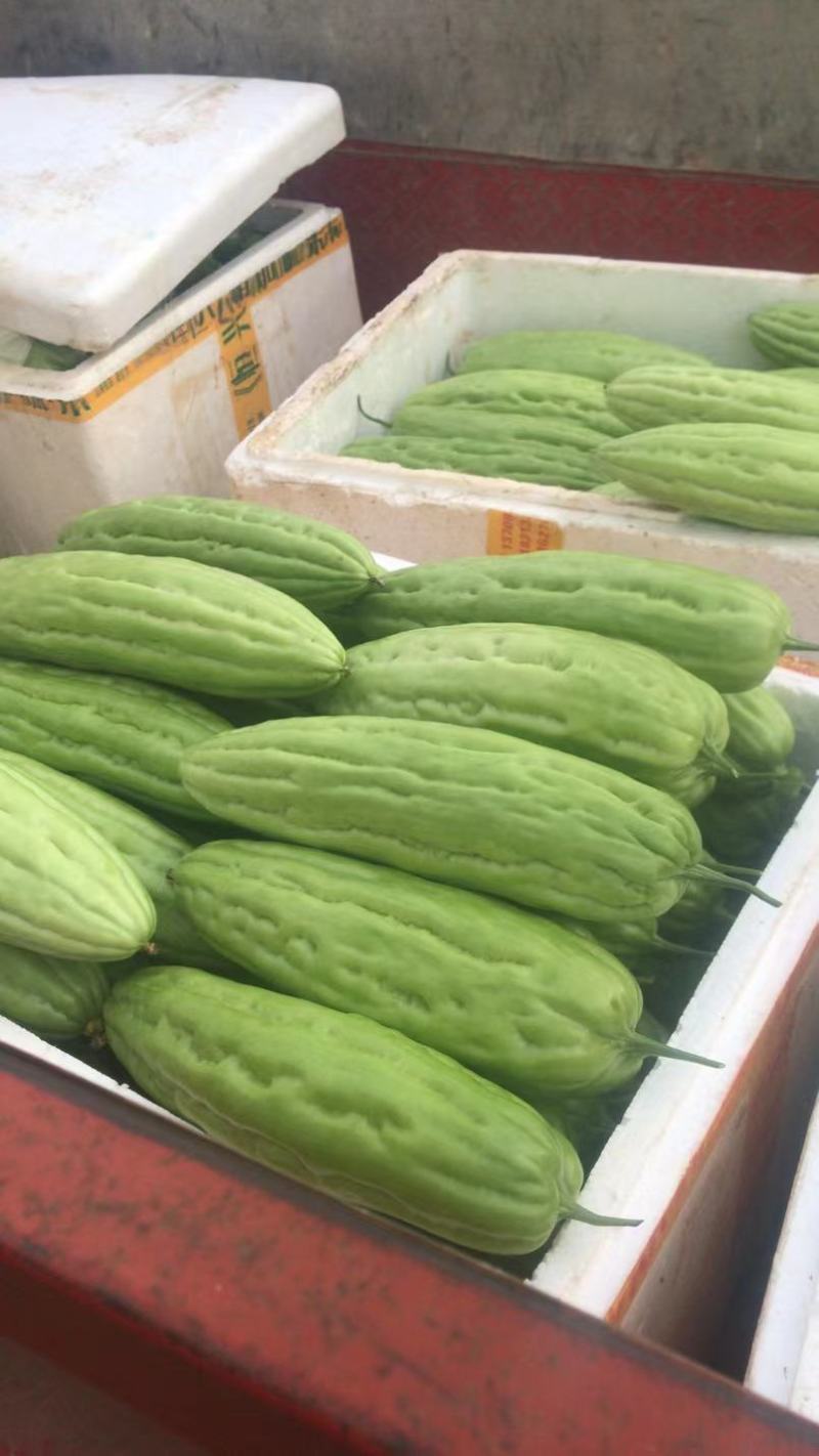 【精品】白油苦瓜新苗大量上市，产地一手货源，需要来电