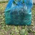 上海菜苔菜心，基地直供，常年有货，中花芥蓝，一手货源