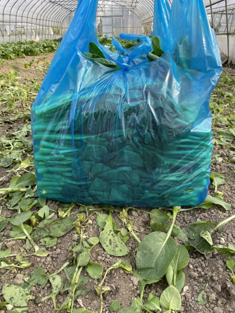 上海菜苔菜心，基地直供，常年有货，中花芥蓝，一手货源