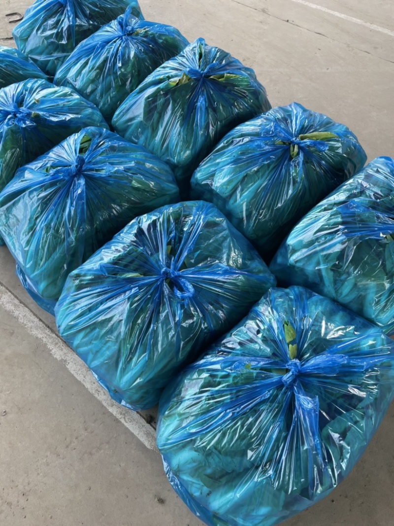 上海菜苔菜心，基地直供，常年有货，中花芥蓝，一手货源