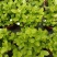 230#茉莉花基地大量生产量大私聊