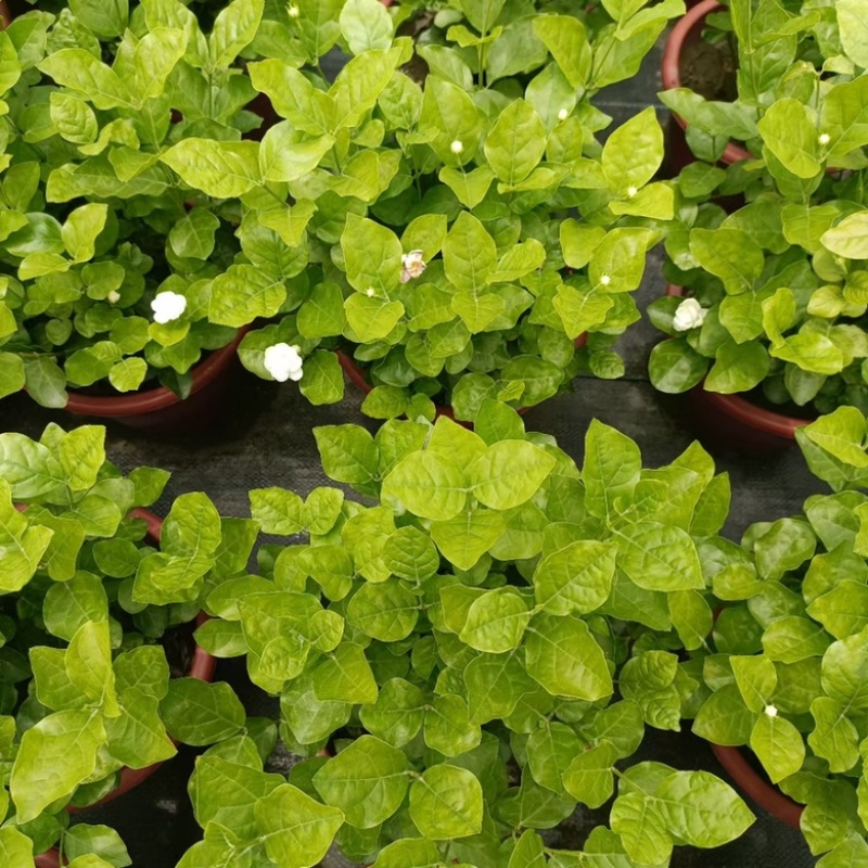 230#茉莉花基地大量生产量大私聊