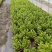 230#茉莉花基地大量生产量大私聊