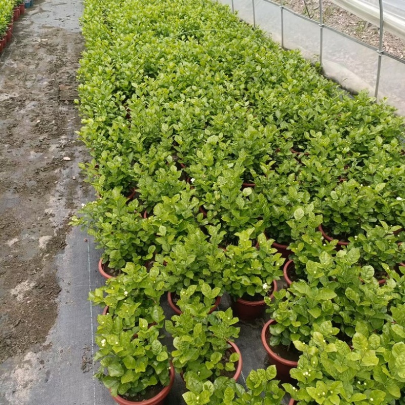 230#茉莉花基地大量生产量大私聊