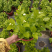 230#茉莉花基地大量生产量大私聊