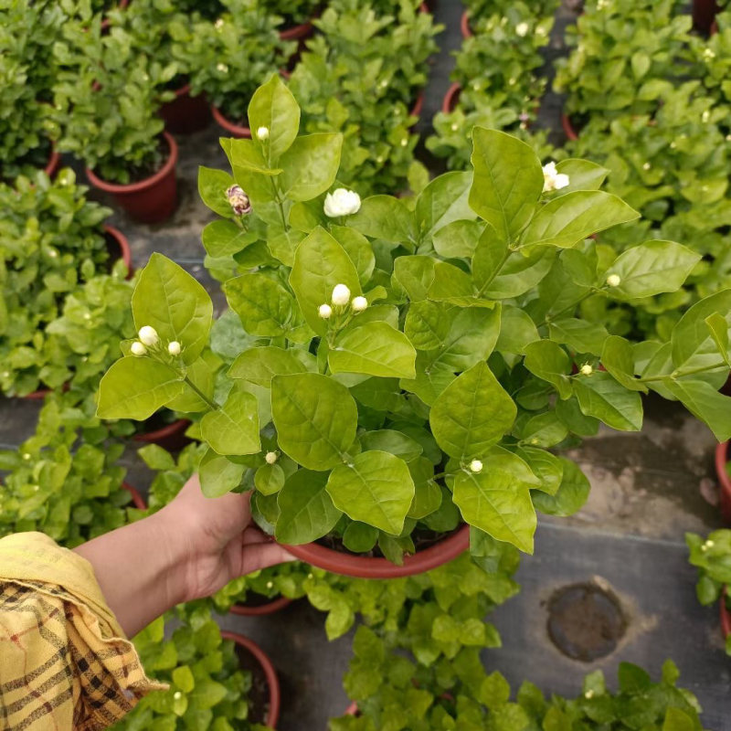 230#茉莉花基地大量生产量大私聊
