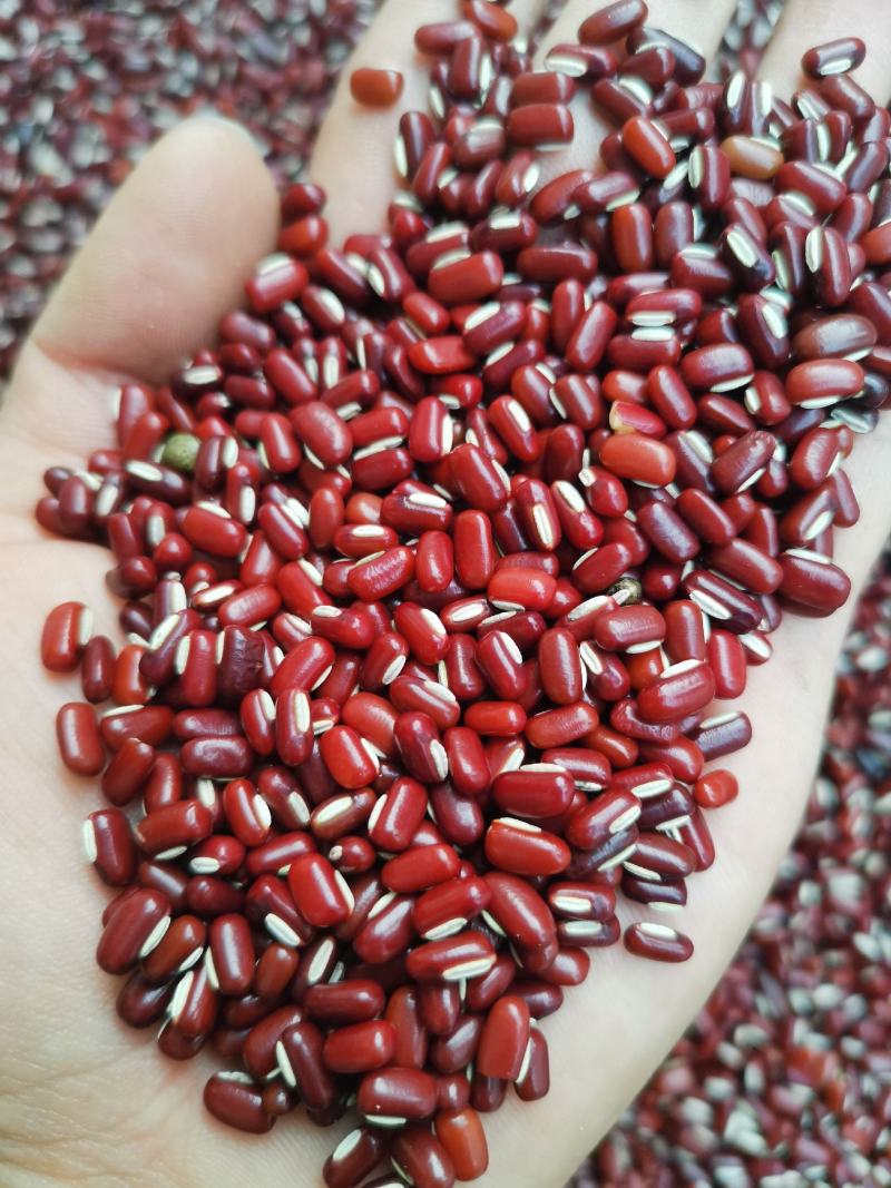 赤小豆《精选小豆》【不抛光】绿色食品】《粉糥》