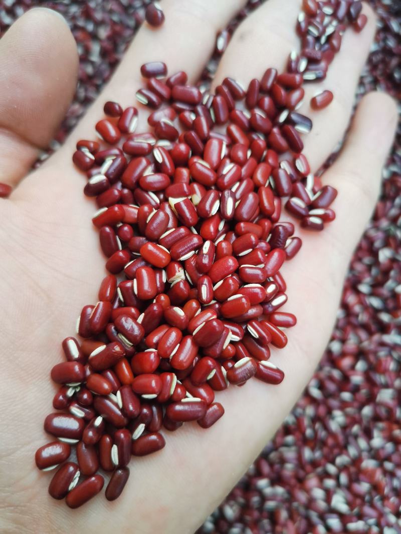 赤小豆《精选小豆》【不抛光】绿色食品】《粉糥》