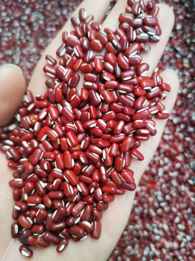 赤小豆《精选小豆》【不抛光】绿色食品】《粉糥》