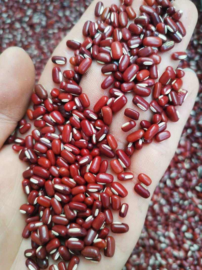 赤小豆《精选小豆》【不抛光】绿色食品】《粉糥》