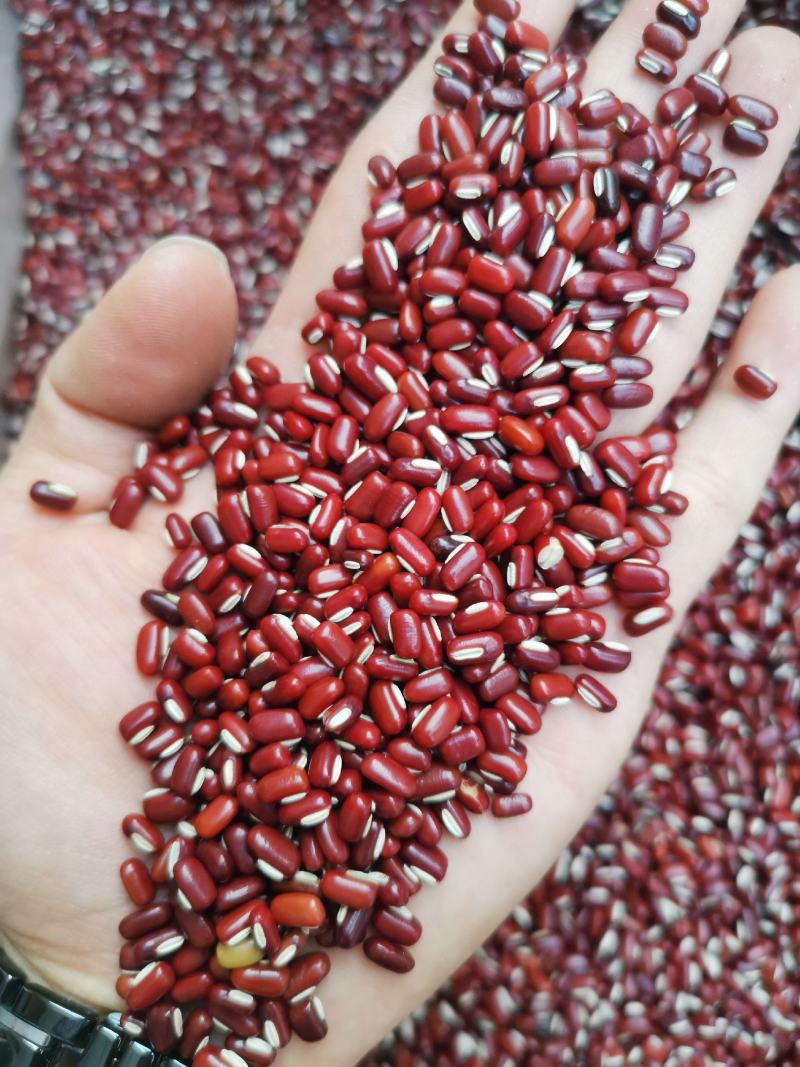 赤小豆《精选小豆》【不抛光】绿色食品】《粉糥》
