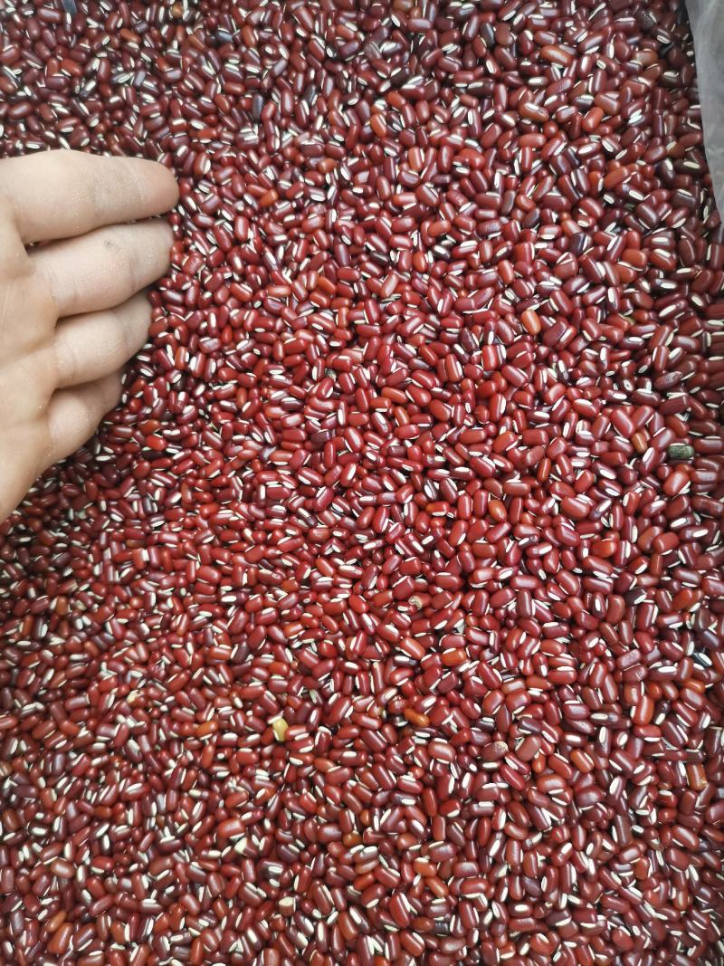 赤小豆《精选小豆》【不抛光】绿色食品】《粉糥》