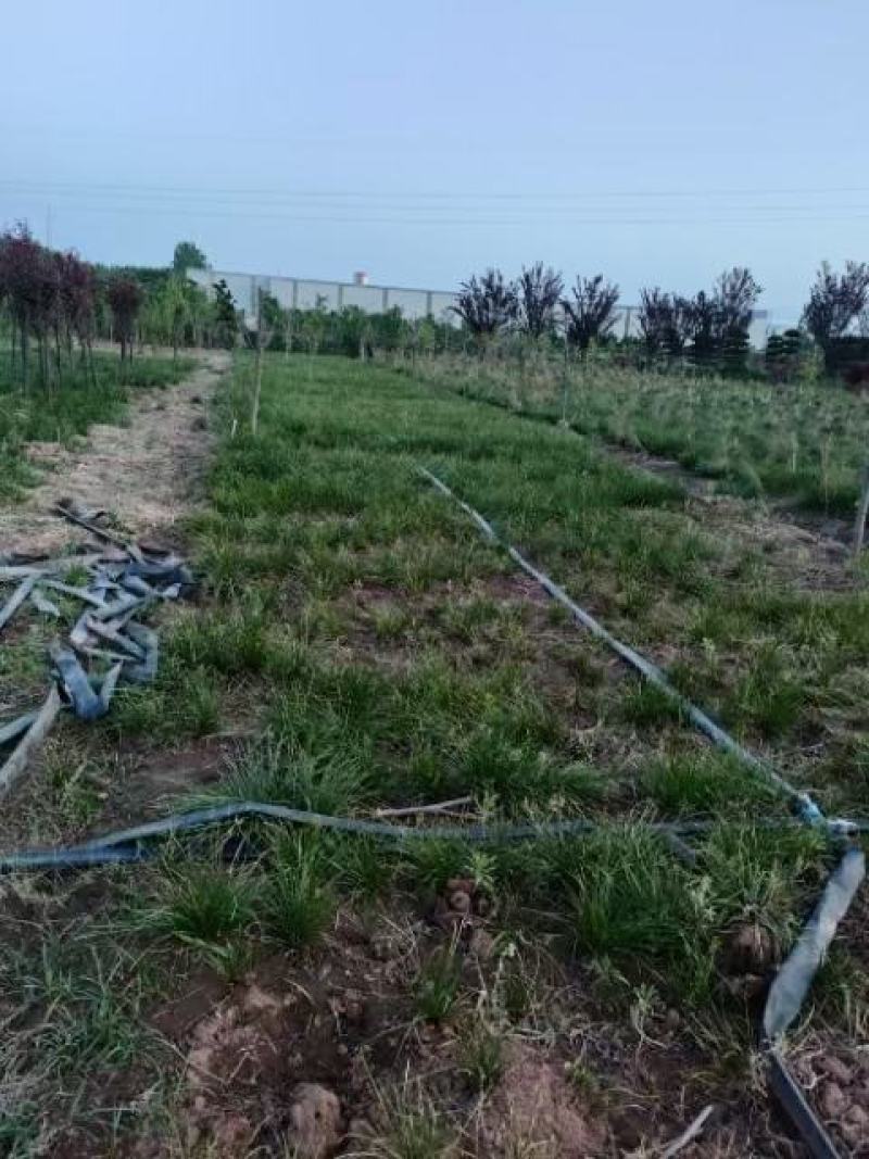 葱兰价格江苏葱兰高质量低价格无中介