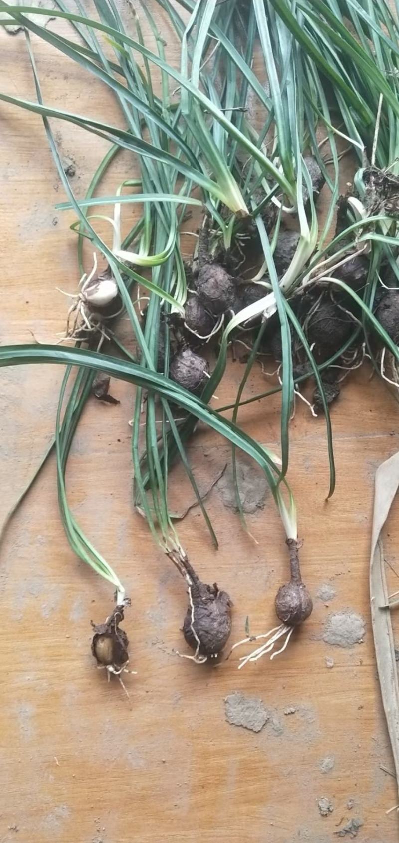 葱兰价格江苏葱兰高质量低价格无中介