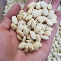 白扁豆《精选新货》袪湿豆（饱满圆润）产地直发