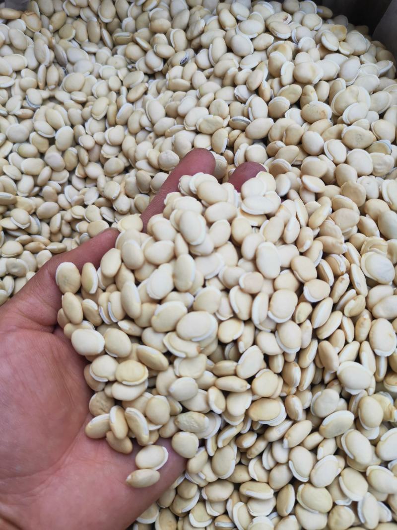白扁豆《精选新货》袪湿豆（饱满圆润）产地直发