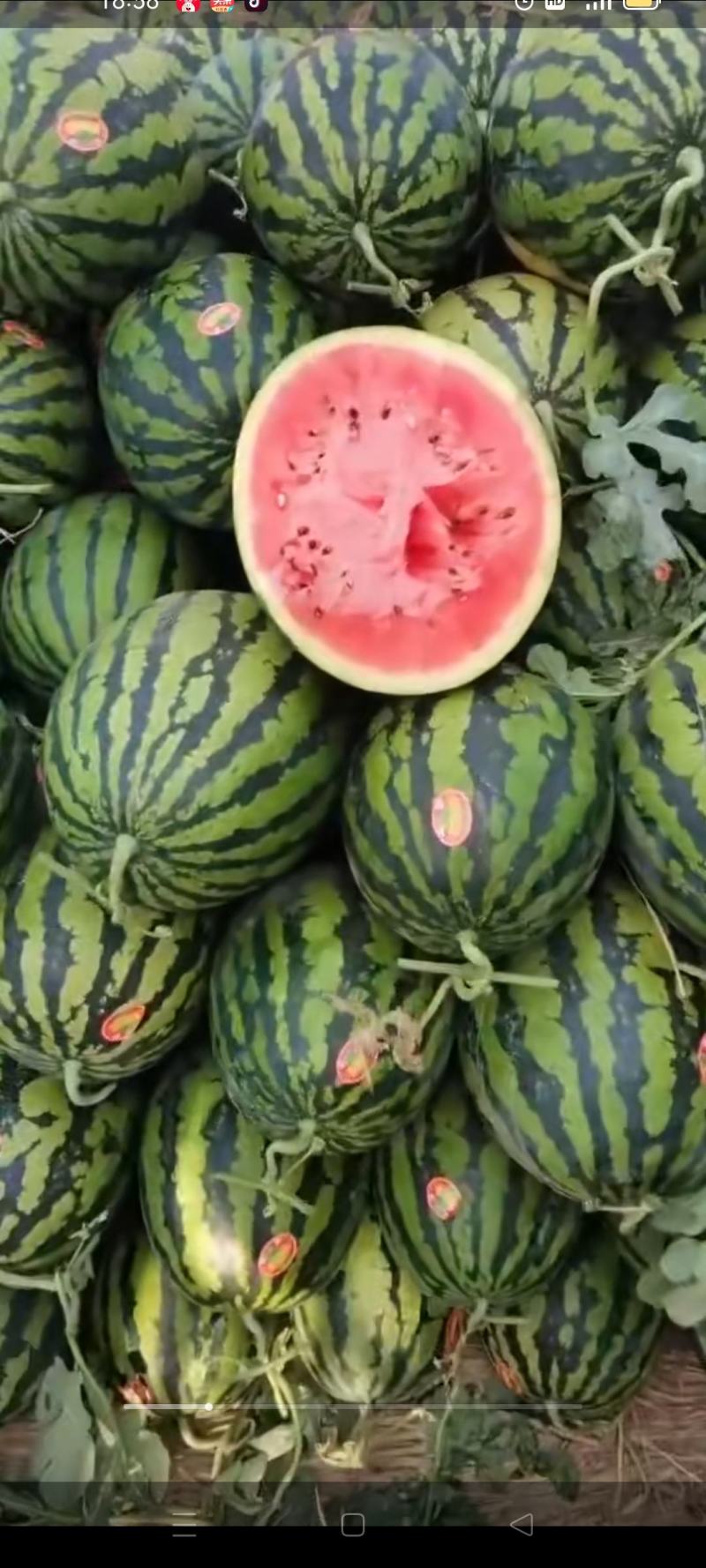 陕西大棚甜王西瓜大量上市了