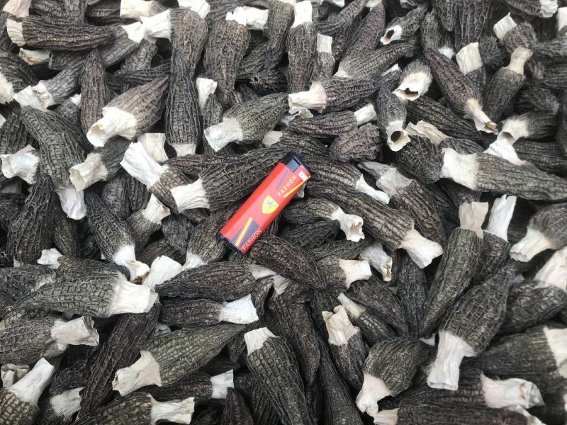 产地直供羊肚菌，各种规格齐全质量保证全国发货