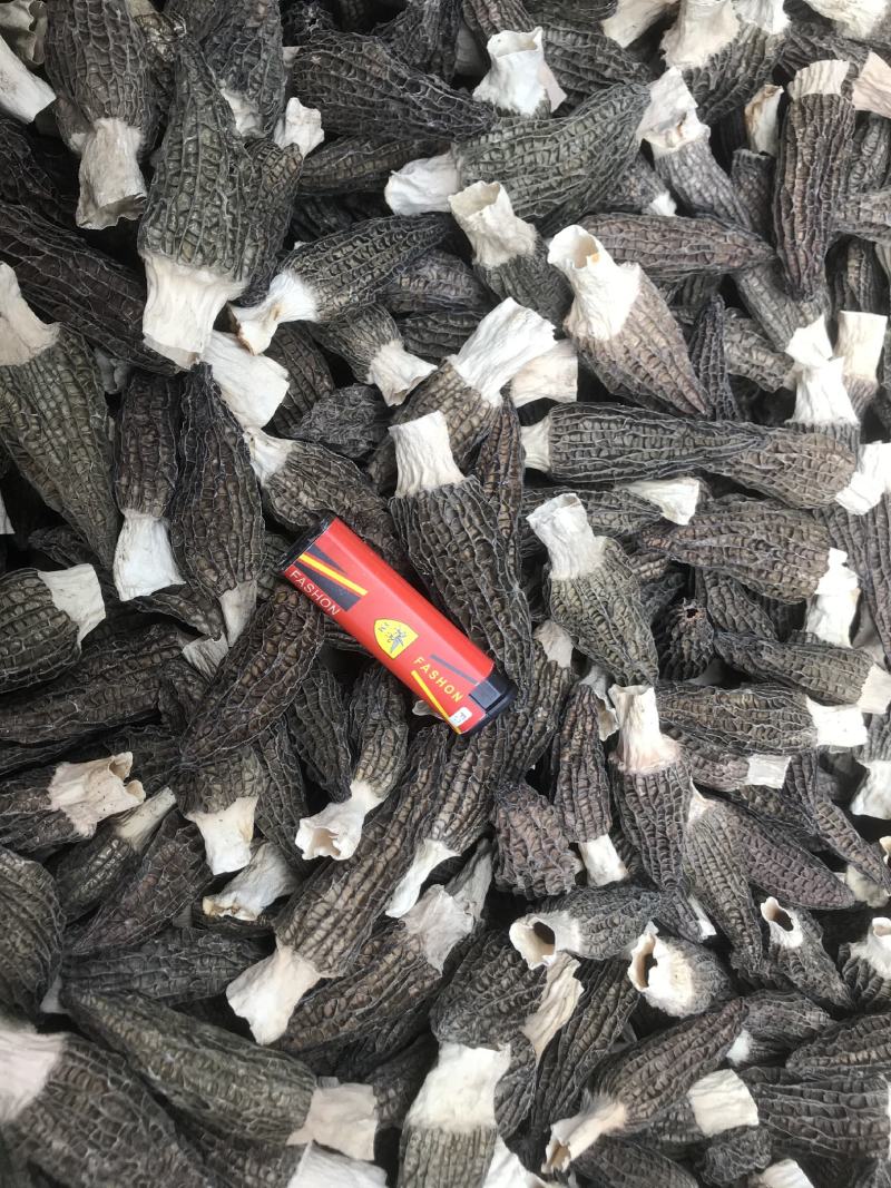 产地直供羊肚菌，各种规格齐全质量保证全国发货