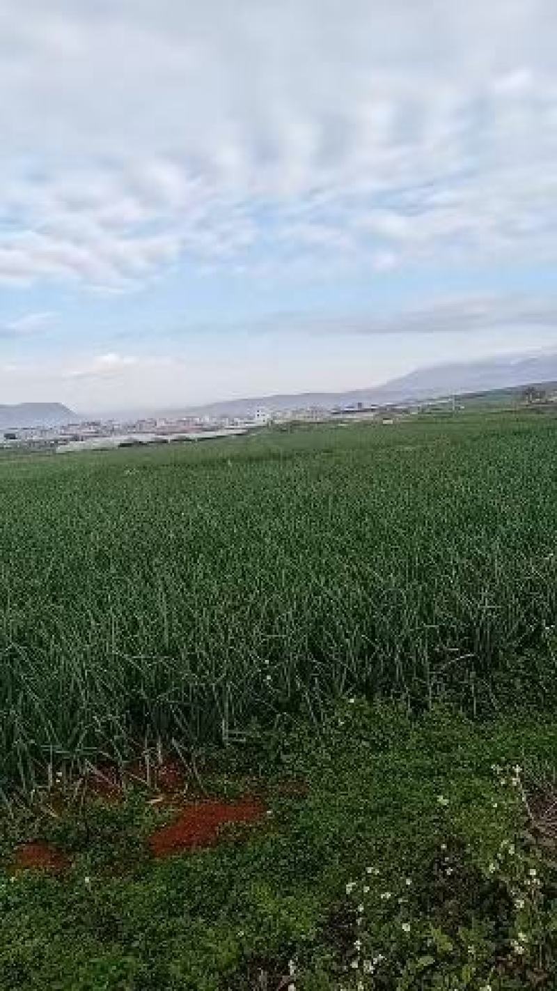 羊葱货好量大欢迎到产地看货，大量上市量大从优炒肉可以老人