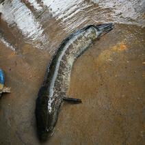 黑鱼，是乌鳢[lǐ]的俗称又名乌鱼、生鱼、财鱼、蛇鱼
