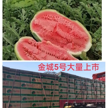 【牛商优选】金城5号，个头大，囗感好，糖度高，大量供货中