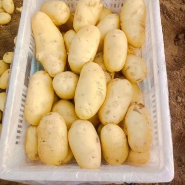 山东荷兰十五土豆V7黄心土豆大量上市了全国发货,货源充足