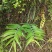 江西特产野生干货黄精无硫无任何添加剂可以直接食用