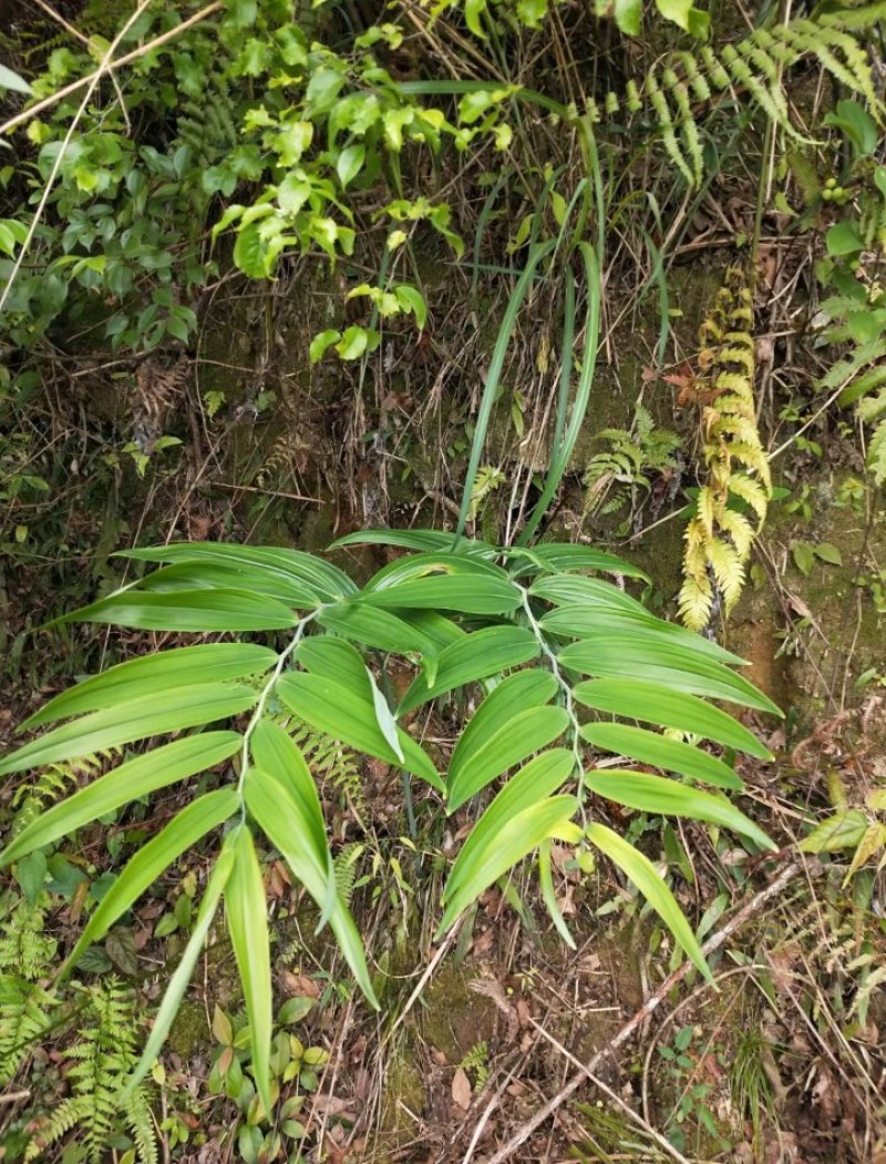 江西特产野生干货黄精无硫无任何添加剂可以直接食用