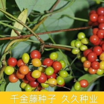 千金藤种子水培客厅阳台室内室外圆叶绿植山乌龟红藤爬藤