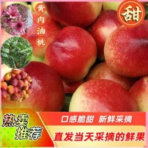 新鲜水果早熟油桃黄肉油桃55MM以上露天油桃产地批发