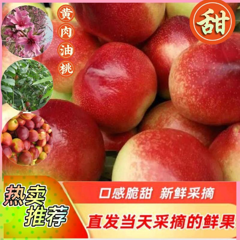 新鲜水果早熟油桃黄肉油桃55MM以上露天油桃产地批发