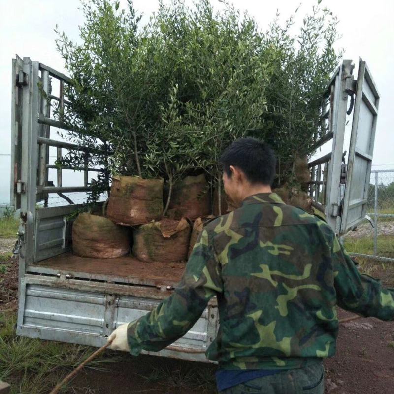 各种规格精品油橄榄苗基地直供，数量多