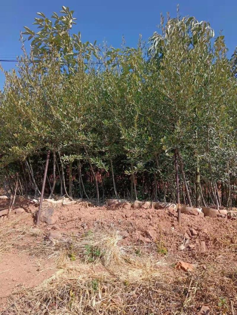 各种规格精品油橄榄苗基地直供，数量多
