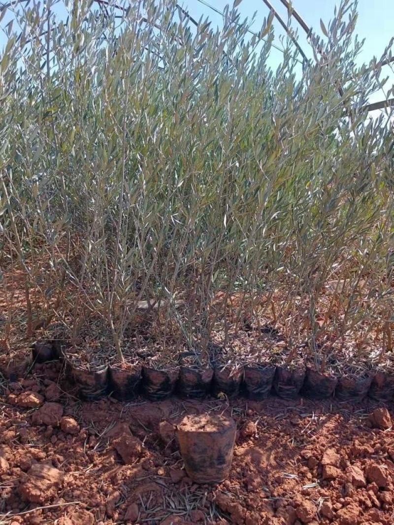 各种规格精品油橄榄苗基地直供，数量多