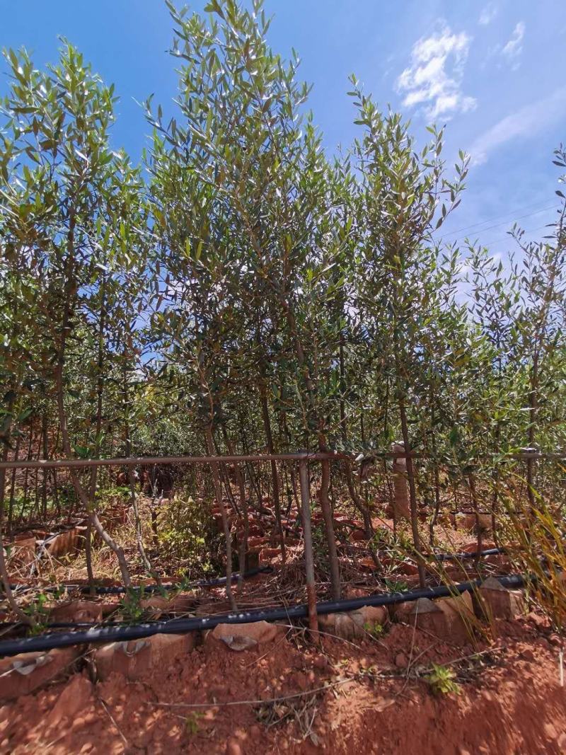 各种规格精品油橄榄苗基地直供，数量多