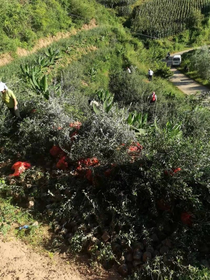 各种规格精品油橄榄苗基地直供，数量多