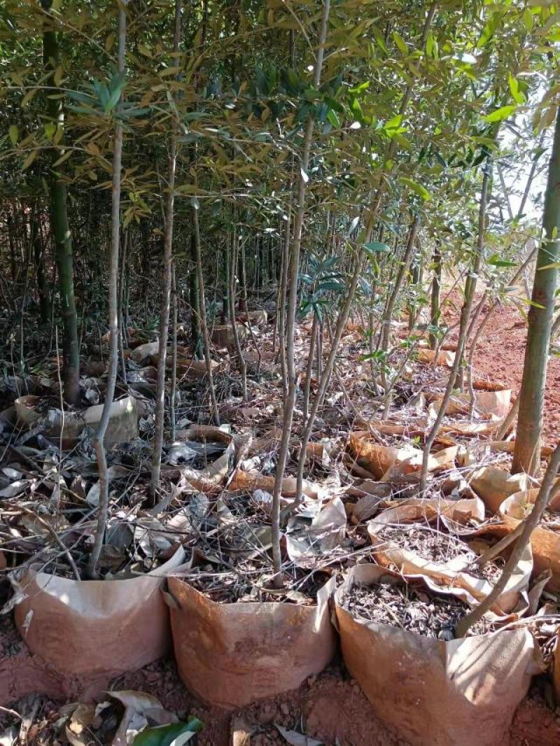 各种规格精品油橄榄苗基地直供，数量多