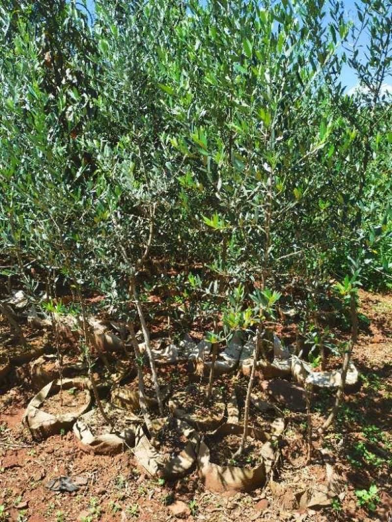 各种规格精品油橄榄苗基地直供，数量多