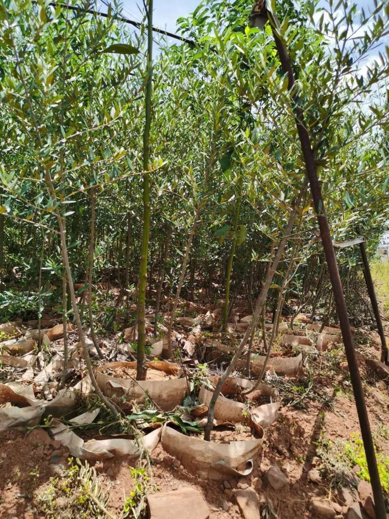 各种规格精品油橄榄苗基地直供，数量多