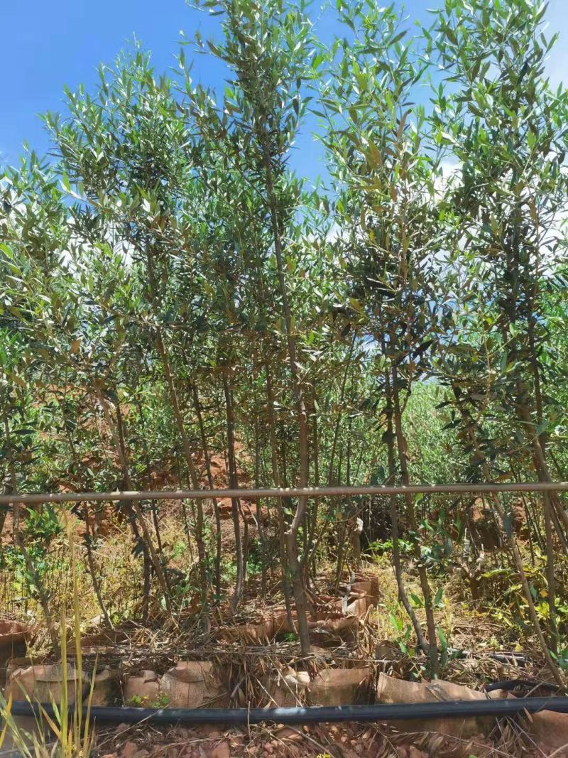 各种规格精品油橄榄苗基地直供，数量多