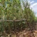 各种规格精品油橄榄苗基地直供，数量多