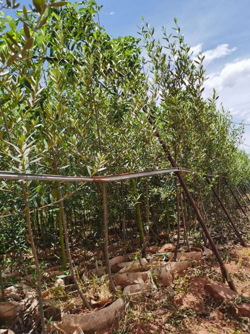 各种规格精品油橄榄苗基地直供，数量多