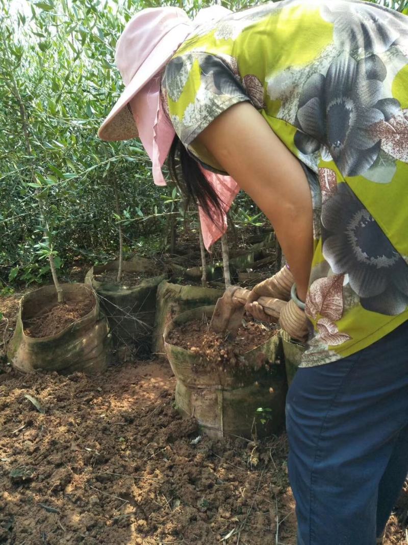 各种规格精品油橄榄苗基地直供，数量多